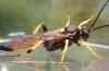 Ichneumon sp.